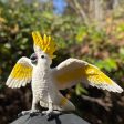 Cockatoo Toy For Sale